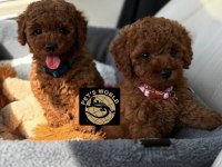 Teacup Poodle Yavrularımız