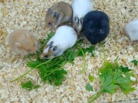 HAMSTER SURİYE GONZALES