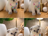 A Kalite Top Kafa Scottish Fold Bebek