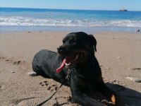 1.5 yaşında rottweiler