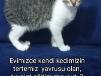 Yavru tekir kedimiz