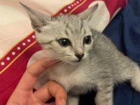 Kedilere ücretsiz yuva aranıyor