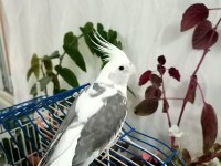 ELE ALIŞTIRMALIK SULTAN PAPAĞANI YAVRULARI
