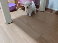 Yeni yavru köpeklerimiz sahiplerini bekliyorlar