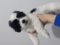 SÜTTEN KESİLMEYE HAZIR MALTİPOO YAVRULAR