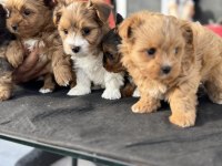 Show kalite tea cup morkie yavrularımız