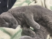 Dünyanın en sakin uslu kedisi scottish fold
