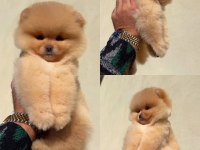 POMERANİAN BOO (ayı surat) GARANTİLİ YAVRULARIMIZ