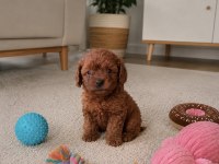 Teacup Orjinal Kore Poodle Bebekler