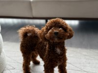 Kore erkek 2,5 kg 15 aylık poodle