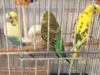 MUHABBET KUŞU ANTALYA TEK ADRES TESLİM YAPILIR