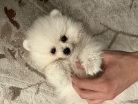 3 aylık pomeranian boo