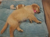 Arkadaş canlısı golden retriever yavrular