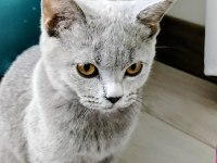 Uysal Erkek British Shorthair
