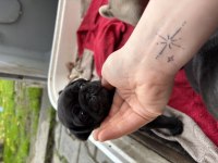 Pug siyah krem