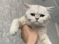 Scottish fold kedisi 5 aylık