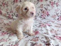 Sıfır Boy Maltese Terrier