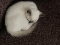 British Shorthair Oğluma Yuva Arıyorum
