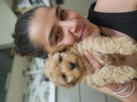 Olağanüstü güzellikte maltipoo