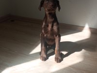 DOBERMAN KIZIL YAVRU