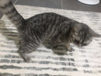 British shorthair lunaya yuva arıyorum