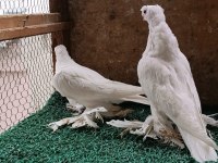 Özbek taklacı güvercini (Beyaz karagöz)