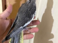 44 GÜNLÜK KONUŞTURMALIK SULTAN PAPAĞANI BEBEK