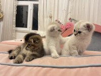 Scottish fold kedisi yavru