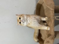 Ny12 Dişi Bebek British Shorthair