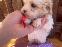ÜST KALİTEDE MALTİPOO YAVRULARIMIZ, ARACI DEĞİLİZ