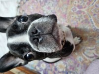 French bulldog oğlumuz