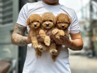GERÇEK TOY POODLE BEBEKLERİM