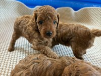 Ev Doğumlu Ailemizde Büyüyen Toy Poodle Yavrularım