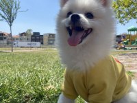 POMERANİAN OĞLUMUZA DİŞİ SEVGİLİ ARIYORUZ