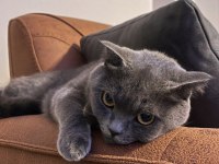British Shorthair Gri Kedimiz
