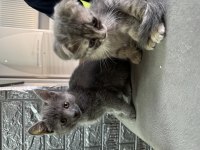 Scottish Fold Yavru Kedimiz