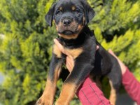 Dünya şampiyonu rottweiler torunları