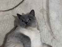 4 yaşında çok tatlı british shorthair