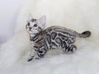Beautiful Silver Bengal Baby Ready Now