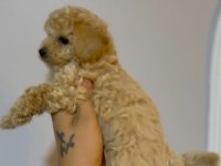 İki aylık erkek maltipoo yavrular