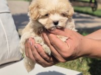 TEACUP MALTİPOO BEBEKLERİ SİZLERİ BEKLİYOR 