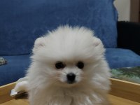 Pomeranian boo 3,5 aylık