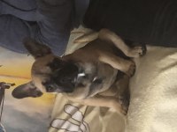 3.5 aylık french bulldog