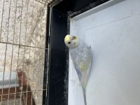 1 adet 2 aylık dişi rainbow muhabbet kuşu