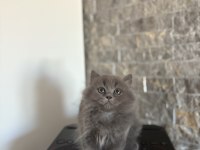 BRITISH LONGHAIR SAFKAN YAVRULARIM 