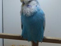 Show jumbo muhabbet kuşlar