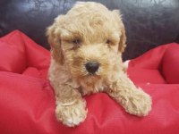 Irk ve Sağlık Garantili Maltipoo Yavrular