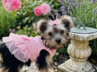 Teddy yorkie bebek
