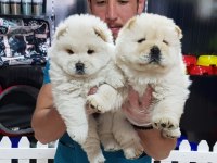 RUHSATLİ ÇİFLİKTEN ÖZEL CHOW CHOW YAVRULARI İSTANBUL