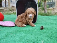 Sevimli Maltipoo  Yavrularımız 